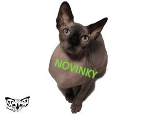 Novinky